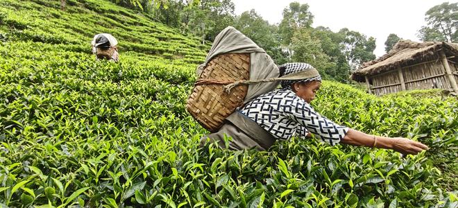 Makaibari estate covers 588 hectares, but tea is grown only on 248. The rest is dense forest — home to birds, butterflies, and wild animals