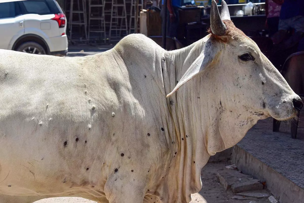 22 cattle died of lumpy skin disease in Maha in one month - The Hindu  BusinessLine