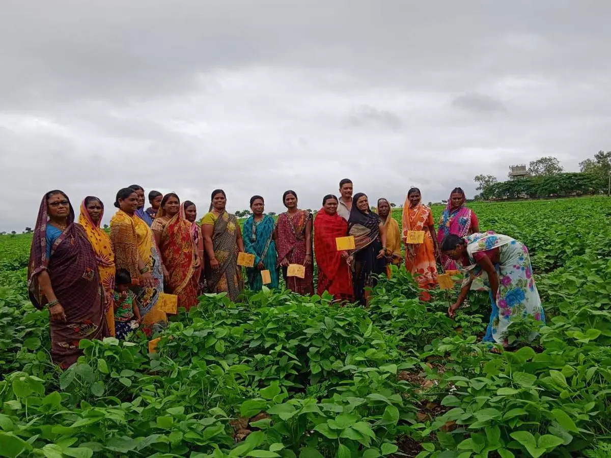 Female farmers from Marathwada region  