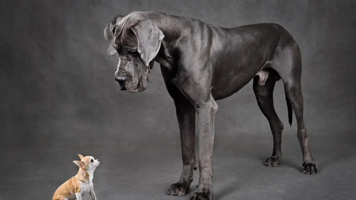 Size Doesn’t Kill MF Performance