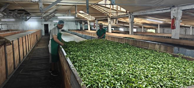The fresh leaves are spread over withering troughs. Warm air from gentle blowers helps them lose moisture slowly. This brings out the flavour