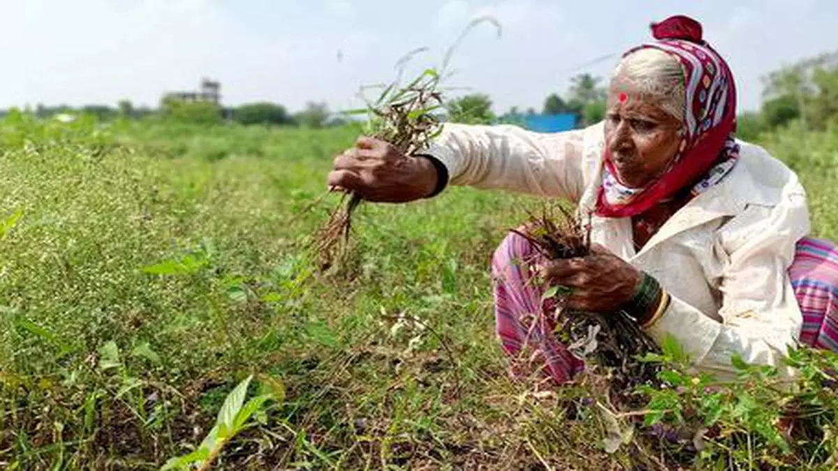 Maharashtra: Rains damage crops on 25 lakh hectares of land - The Hindu ...