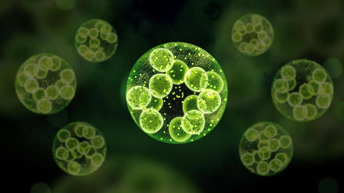 Carbon capture by algae-assisted microbial fuel cell shows promise