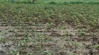 Una encuesta ha confirmado el estallido de la pudrición de la cápsula a través del grupo principal de algodón de Kurnool y otras áreas en la región de Rayalaseema