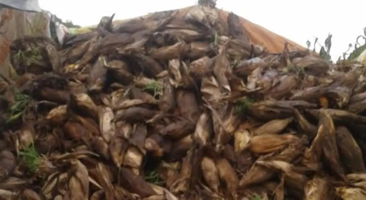 Not a sweet corn  Shivaji Pawar, a farmer from Buldhana district, had to take out rotten corns from his inundated field and dump it on the road