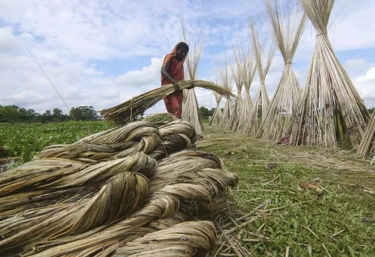 jute cultivation