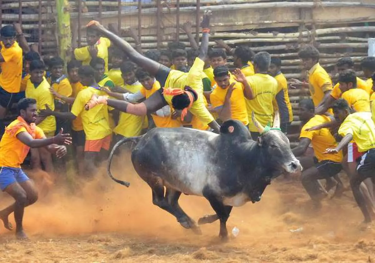 A bull tamer tossed by a bull at Siravayal Jallikattu, in Sivaganga district. (file photo) Photo: L. Balachandar 
