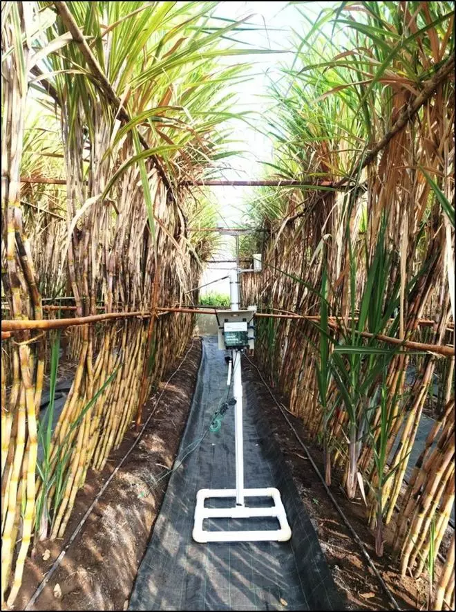  Sugarcane test plot 