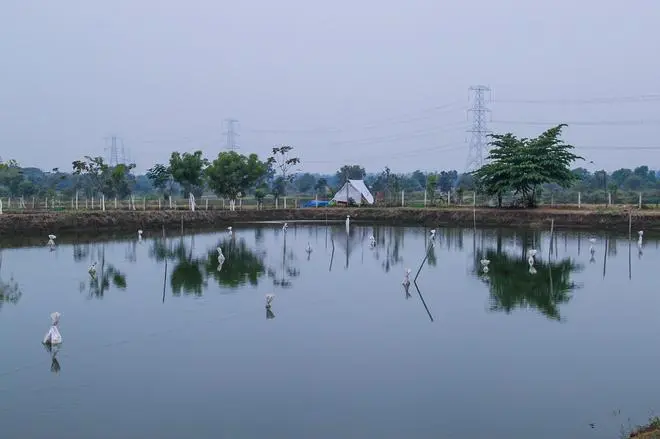 NatureDots’ AquaNurch at a fish pond NatureDots’ AquaNurch at a fish pond