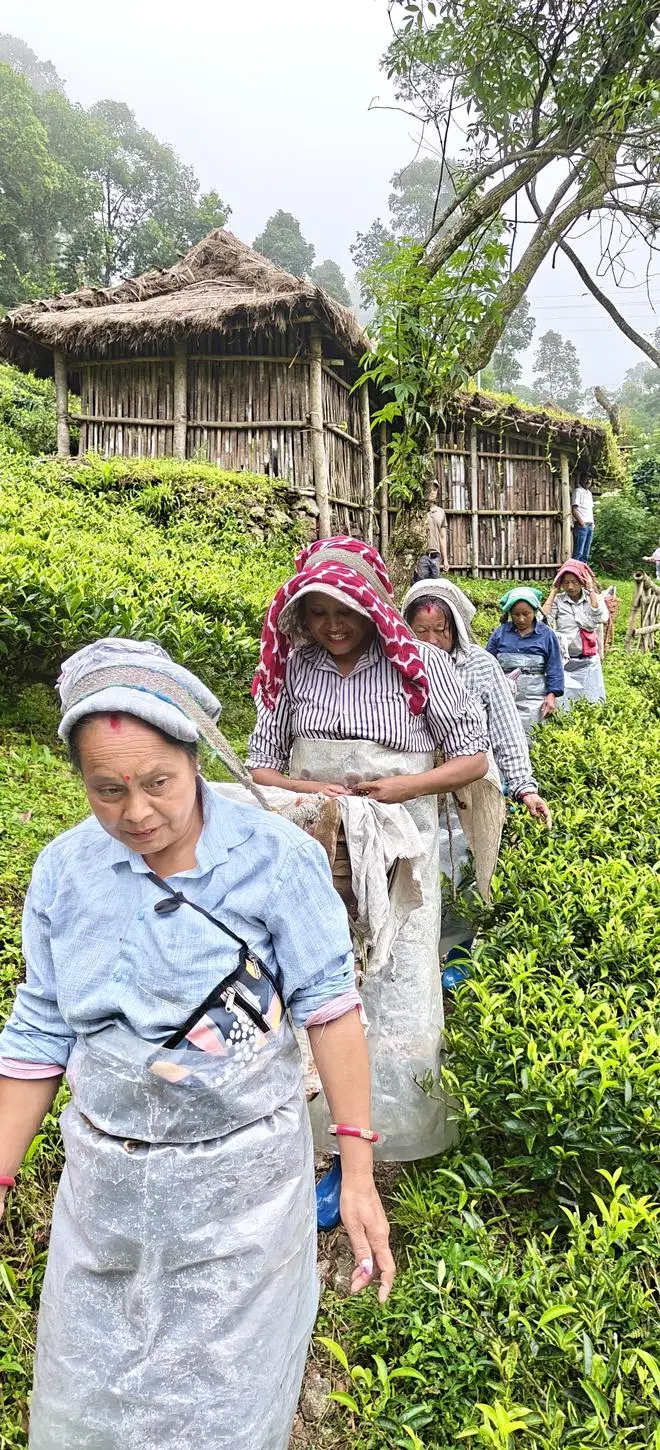 En Makaibari Tea Los pilotos recibirán ₹ 250 por día para generar ingresos especiales. Muchos empleados realizan casas de casa con el apoyo de bienes raíces.