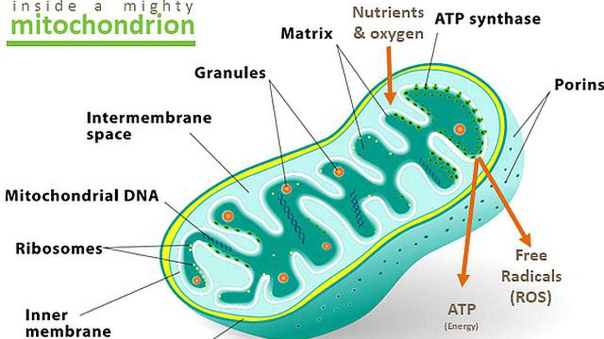 Indian-origin scientist couple unravels mystery in mitochondria - The ...