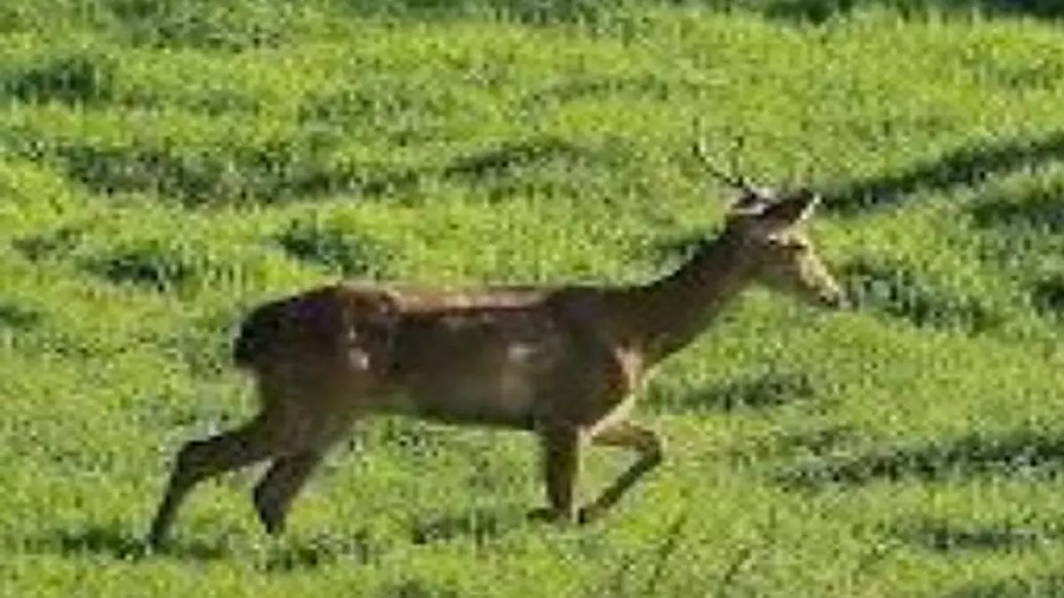 Saving the endangered Sangai deer of Manipur - The Hindu BusinessLine