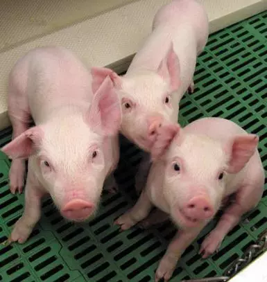 US regulators give nod to genetically modified pig for food, medical  products - The Hindu BusinessLine
