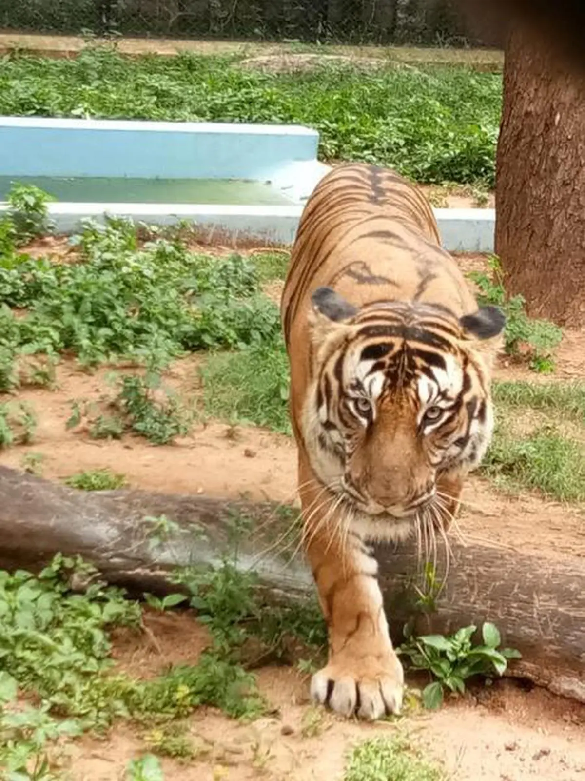 Dairy Day Ice Cream adopts a Tiger at Mysore Zoo - The Hindu BusinessLine
