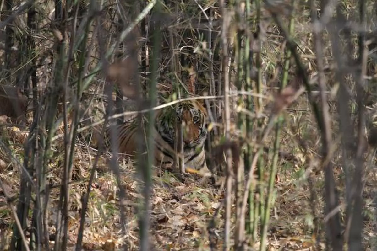 A young male tiger at Tadoba tiger reserve in Maharashtra.
