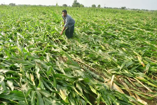 एनटीआर जिले के वेमावरम गांव में अपनी क्षतिग्रस्त मकई की फसल को देखता एक किसान।  एपी-तेलंगाना सीमा पर तूफान और बारिश से फसलें खराब हो गईं, जिससे किसानों को भारी नुकसान हुआ।  पेनुगंचिप्रोलू और वत्सवई मंडल के ग्रामीणों ने कहा कि असामान्य बारिश के कारण मक्का, कपास, मिर्च और अन्य फसलें नष्ट हो गईं।  (फोटो: जीएन राव/द हिंदू)