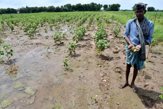 बुधवार को खम्मम जिले के तल्लमपडु में अपने क्षतिग्रस्त खेत को दिखाता एक कपास किसान।  चार दिनों की भारी बारिश के बाद खम्मम में लगभग 1,720 एकड़ और भद्राद्री कोठागुडेम जिलों में 5,700 एकड़ में कपास, चावल और अन्य फसलों की बाढ़ आ गई थी।  पिछले कुछ दिनों में लगातार बारिश के कारण भारी जलभराव से कई मंडलों में मिर्च की पौध भी प्रभावित हुई थी।  (फोटो: जीएन राव/द हिंदू)