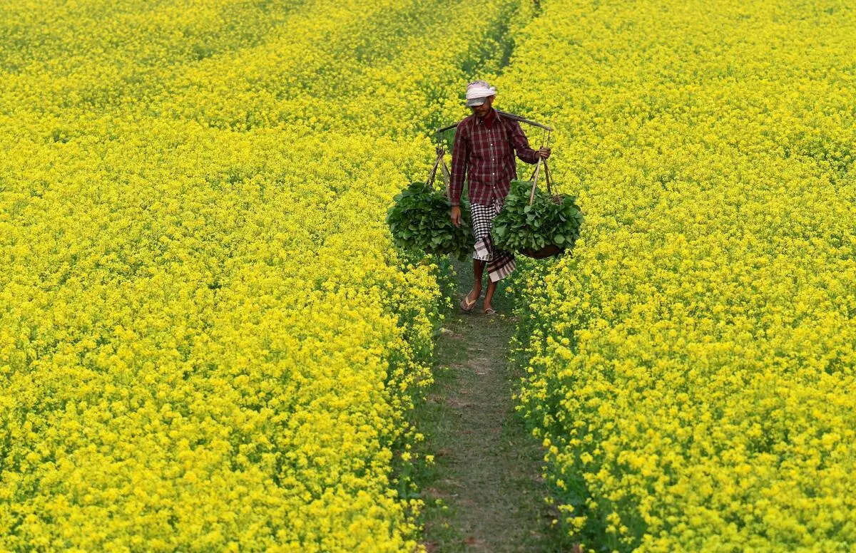 GEAC clears GM mustard, ball now in govt court