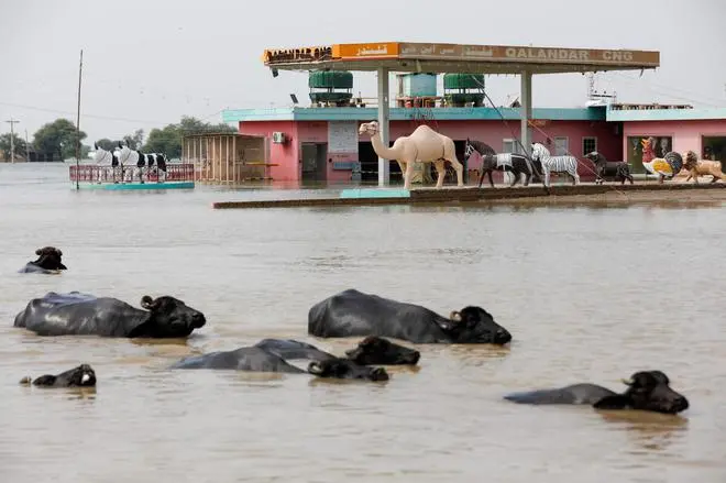 Buffaloes pass in front of a gas station amid flood water on the Indus highway, following rains and floods during the monsoon season in Sehwan, Pakistan September 13, 2022. REUTERS Buffaloes pass in front of a gas station amid flood water on the Indus highway, following rains and floods during the monsoon season in Sehwan, Pakistan September 13, 2022. REUTERS