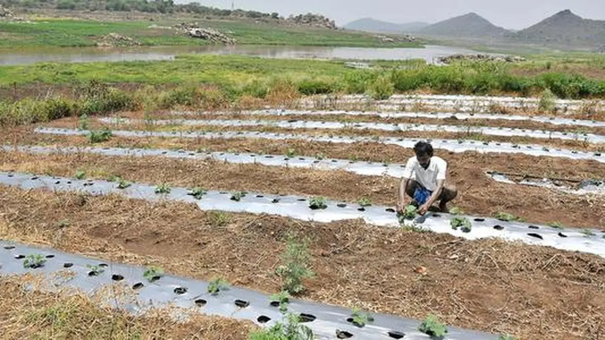 Tap drip irrigation to save water The Hindu BusinessLine