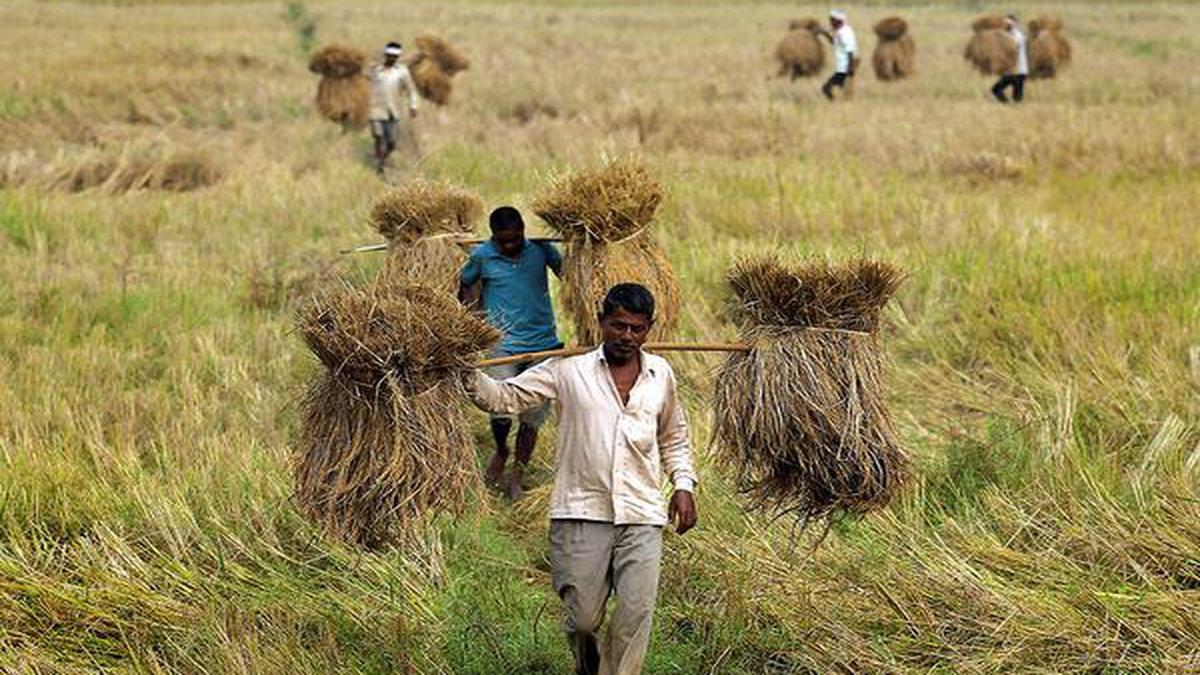 Making India a leader in agri innovation - The Hindu BusinessLine