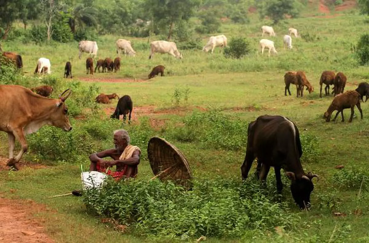 Focus needed on fodder shortage in India - The Hindu BusinessLine