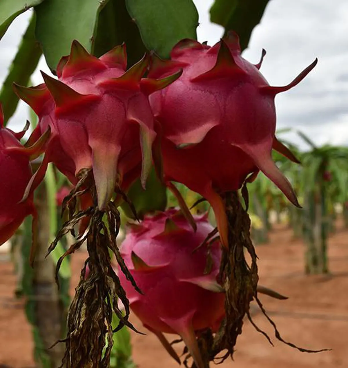 Dragon Fruit A Saviour For Kachchh Farmers The Hindu BusinessLine