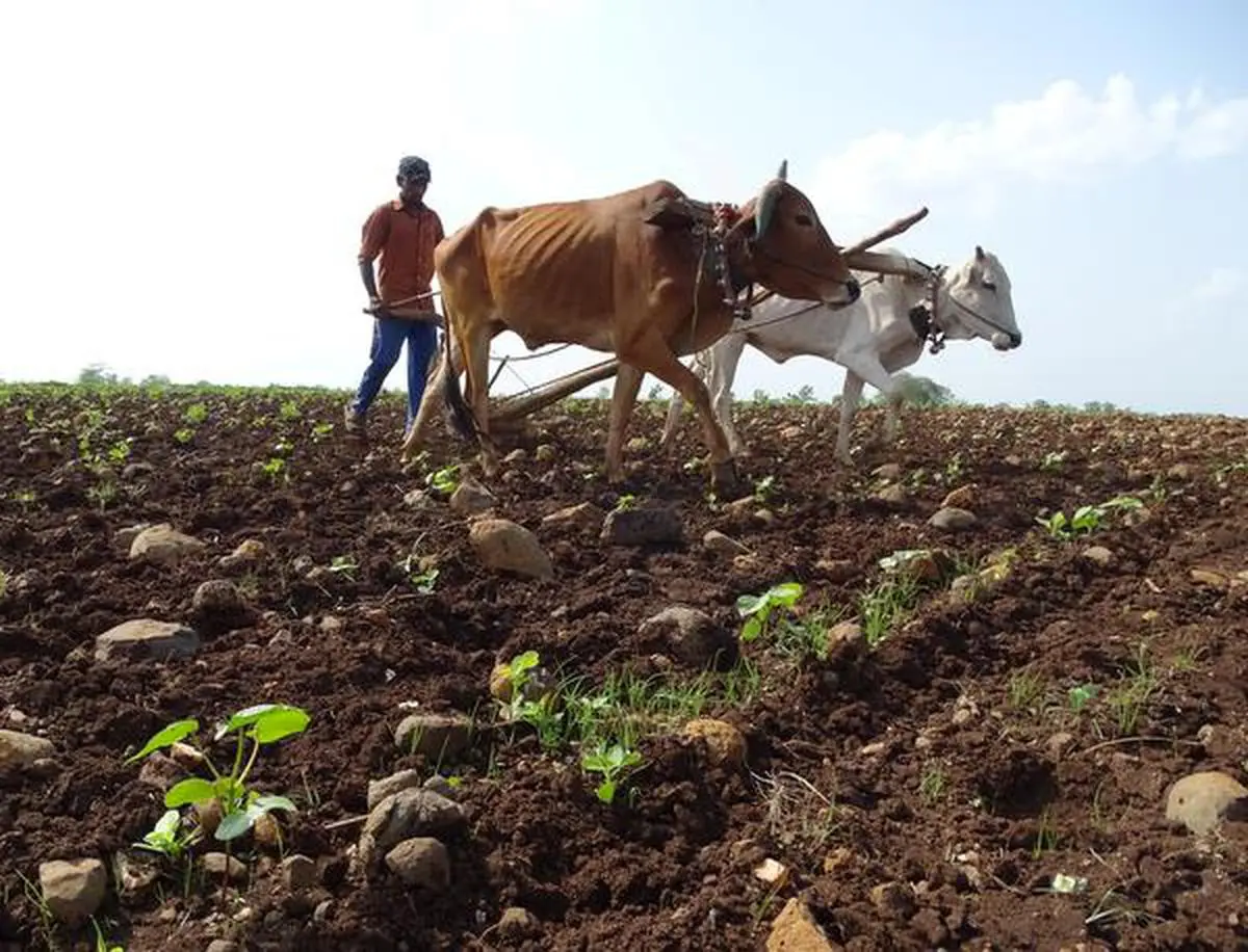 Boost seen for cotton sowing on good realisations, normal monsoon