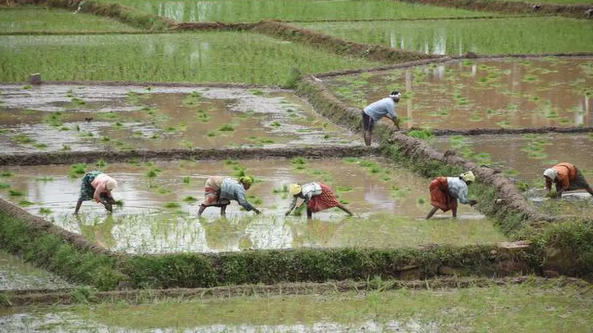 Revitalising primary agricultural cooperative societies - The Hindu ...