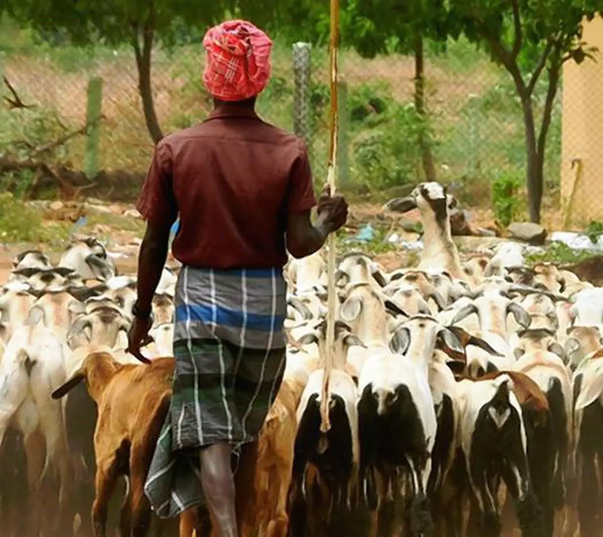 Livestock sector needs investment fodder - The Hindu BusinessLine