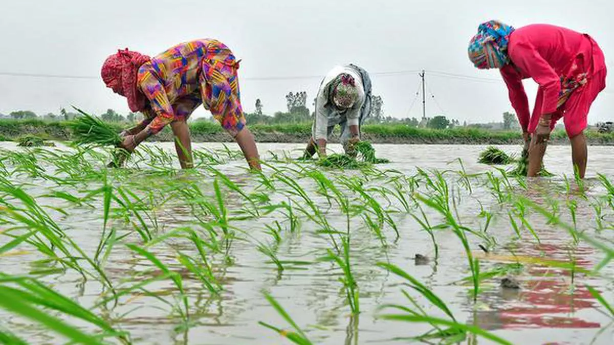 Haryana Pushes For Sustainable Farming The Hindu Businessline 