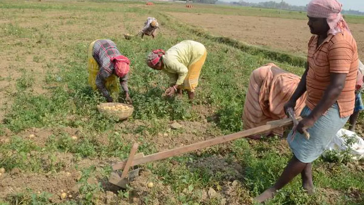 How contract farming can deliver better outcomes - The Hindu BusinessLine