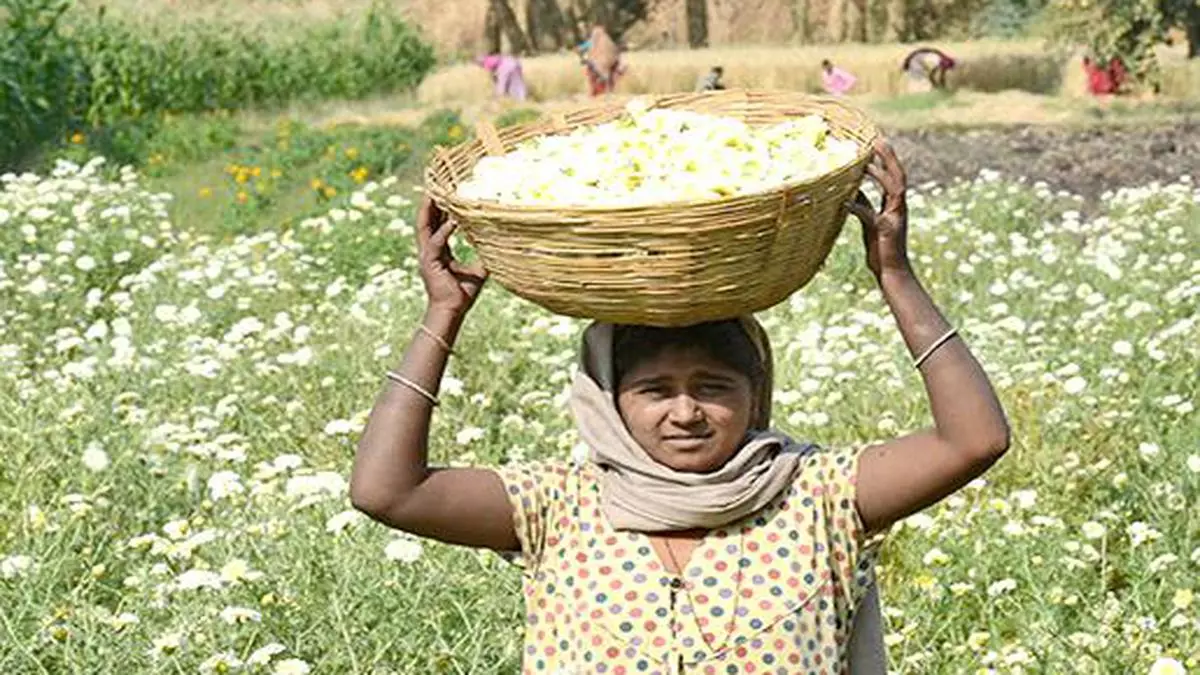 Floriculture fortune: Gujarat farmers strike gold with marigold - The ...