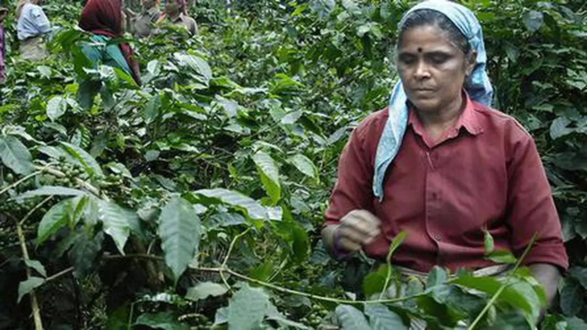 Walmart Foundation initiative helps small coffee growers achieve double-digit growth