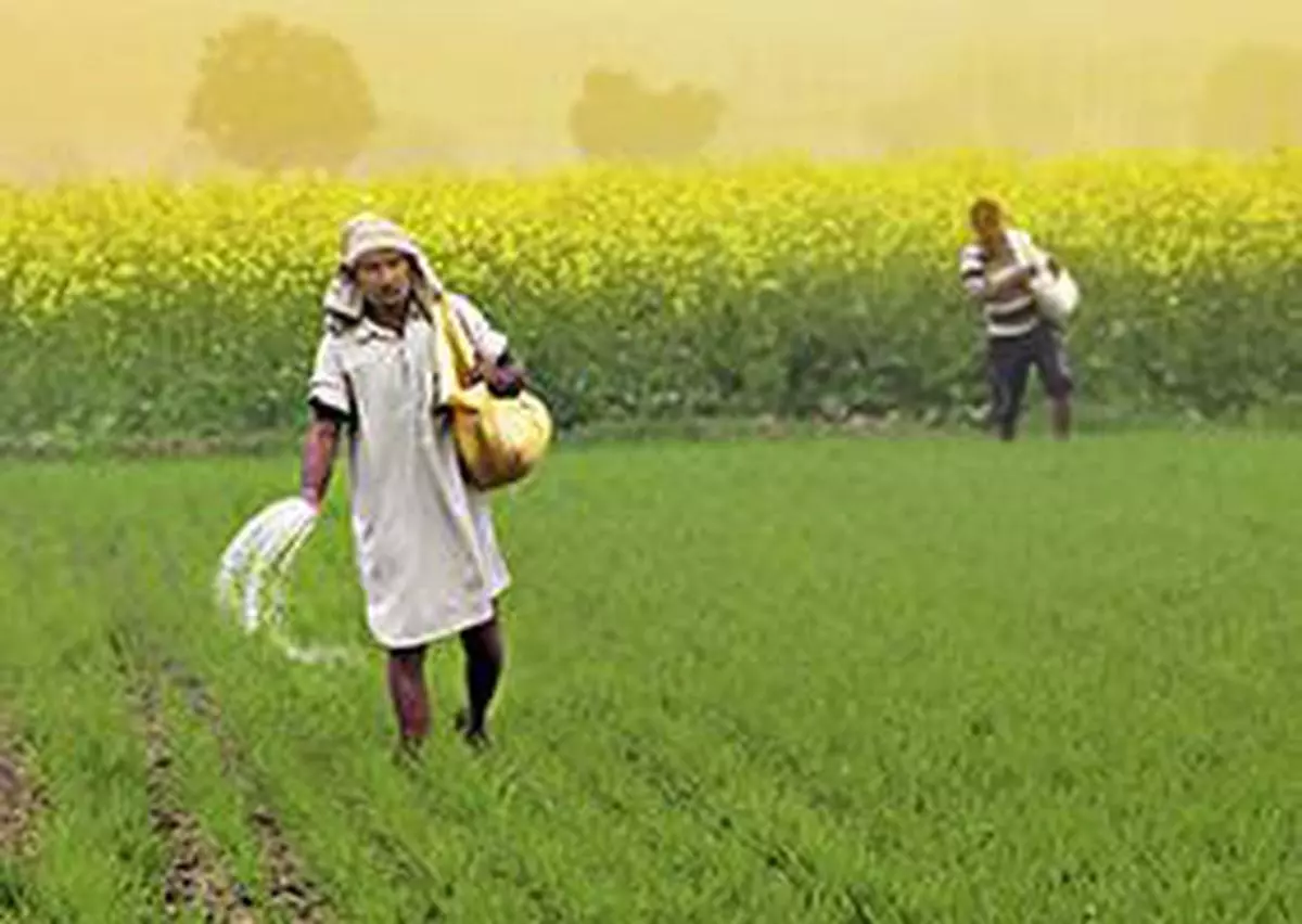 A farmer spreading fertiliser on his wheat farm in a village in Haryana