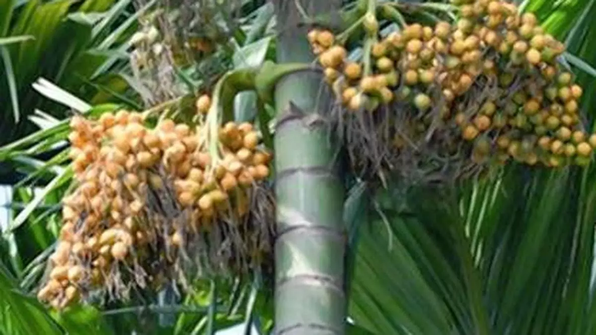 Campco urges MPs to impress upon Govt to start research early on arecanut