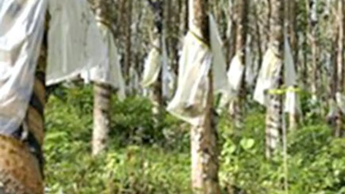Rubber Board organises sensitisation programme on deforestation-free products 