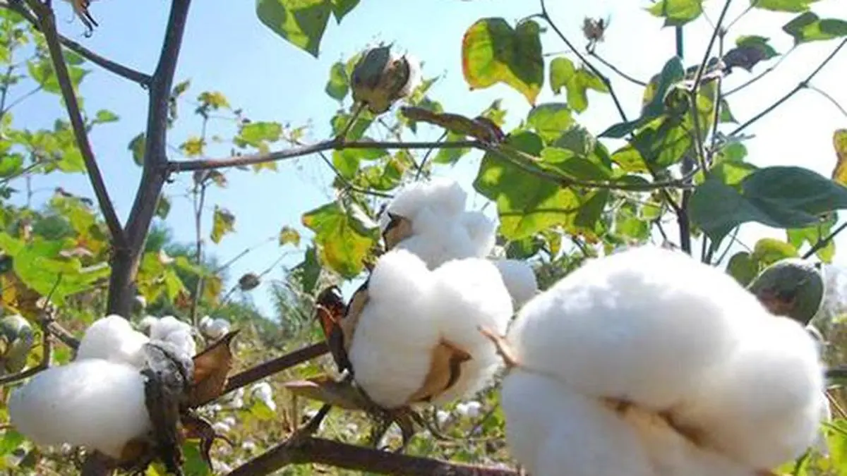 Cotton Association revises output estimates for 2025-26 up at 324 lakh bales of 170 kg each