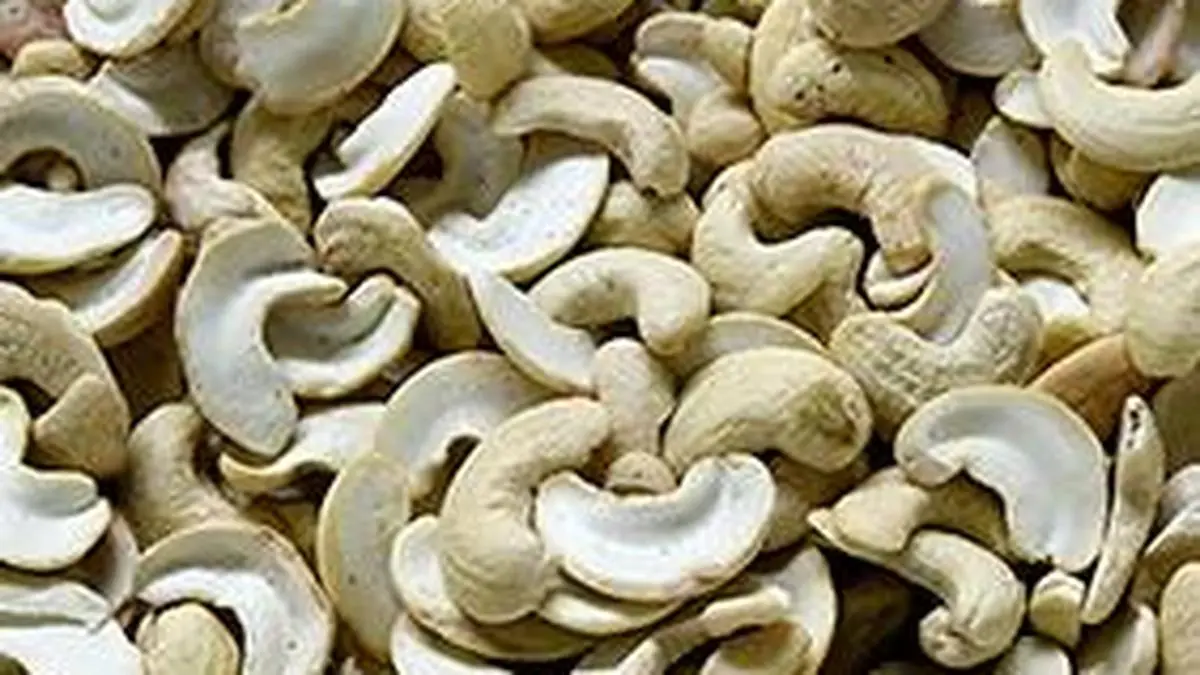 Centre suspends cashew export promotion council's powers to issue