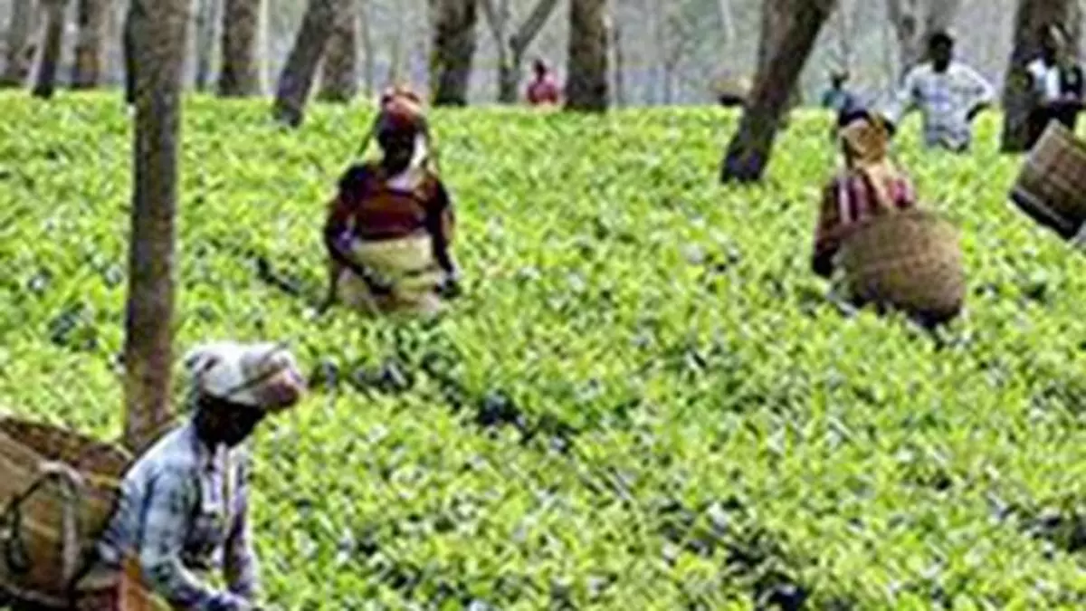 Indian tea exporters witness higher demands in overseas markets after govt measures to check pesticides