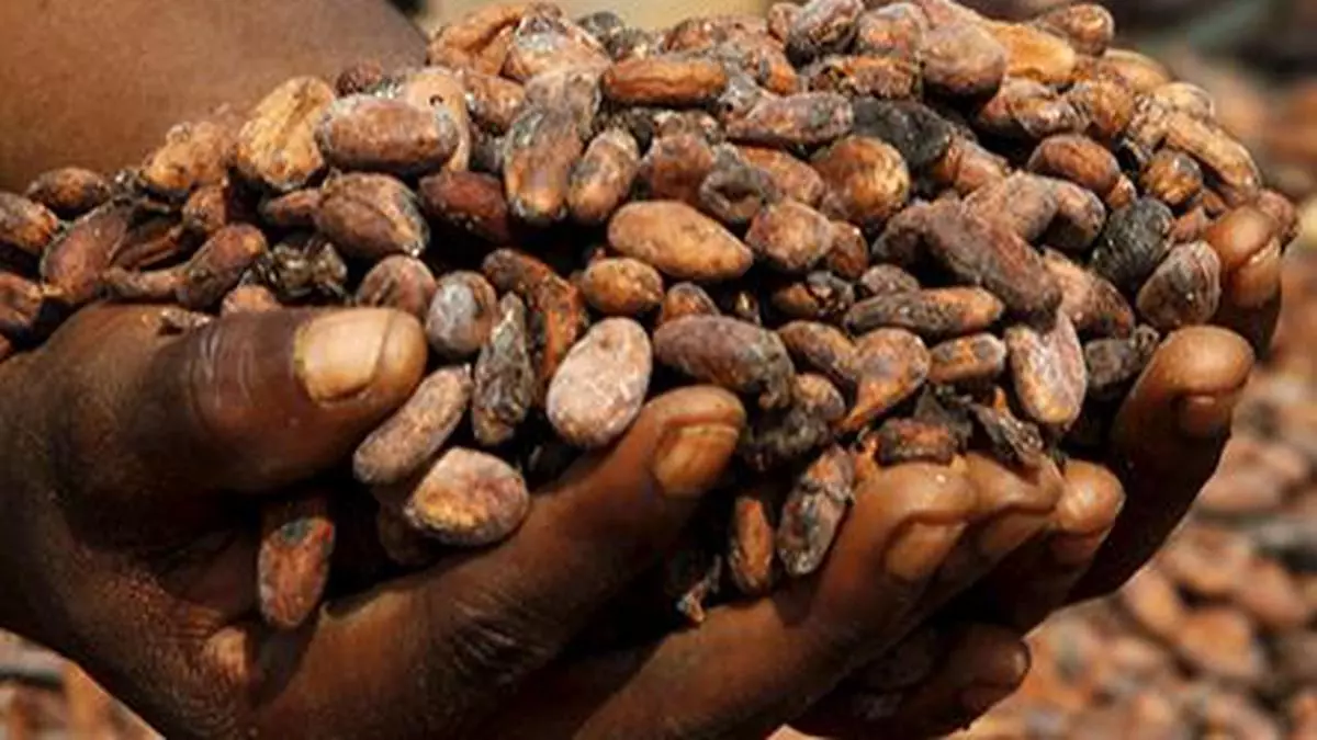 Cote d’Ivore announces cocoa prices for 2023-24 season - Archyde