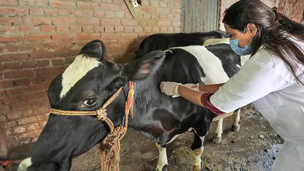 Lumpy Skin Disease: 1,436 cattle die in Maharashtra - The Hindu BusinessLine