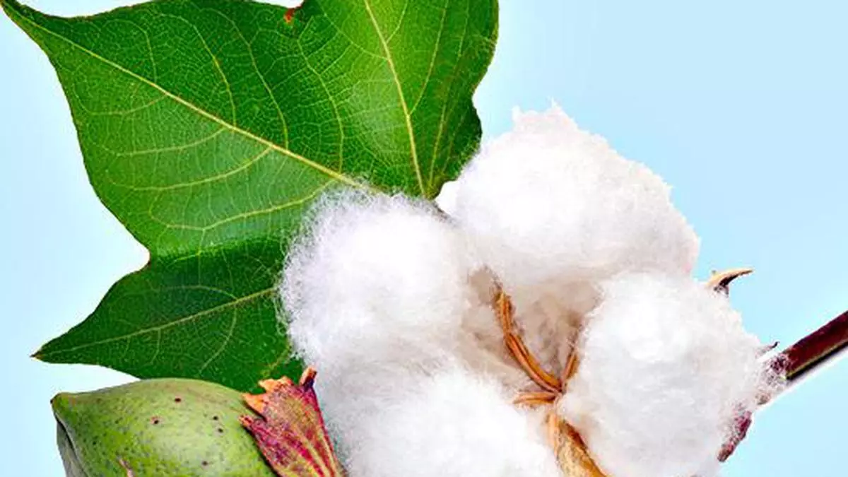 Texprocil to use blockchain tech for certifying Kasturi cotton