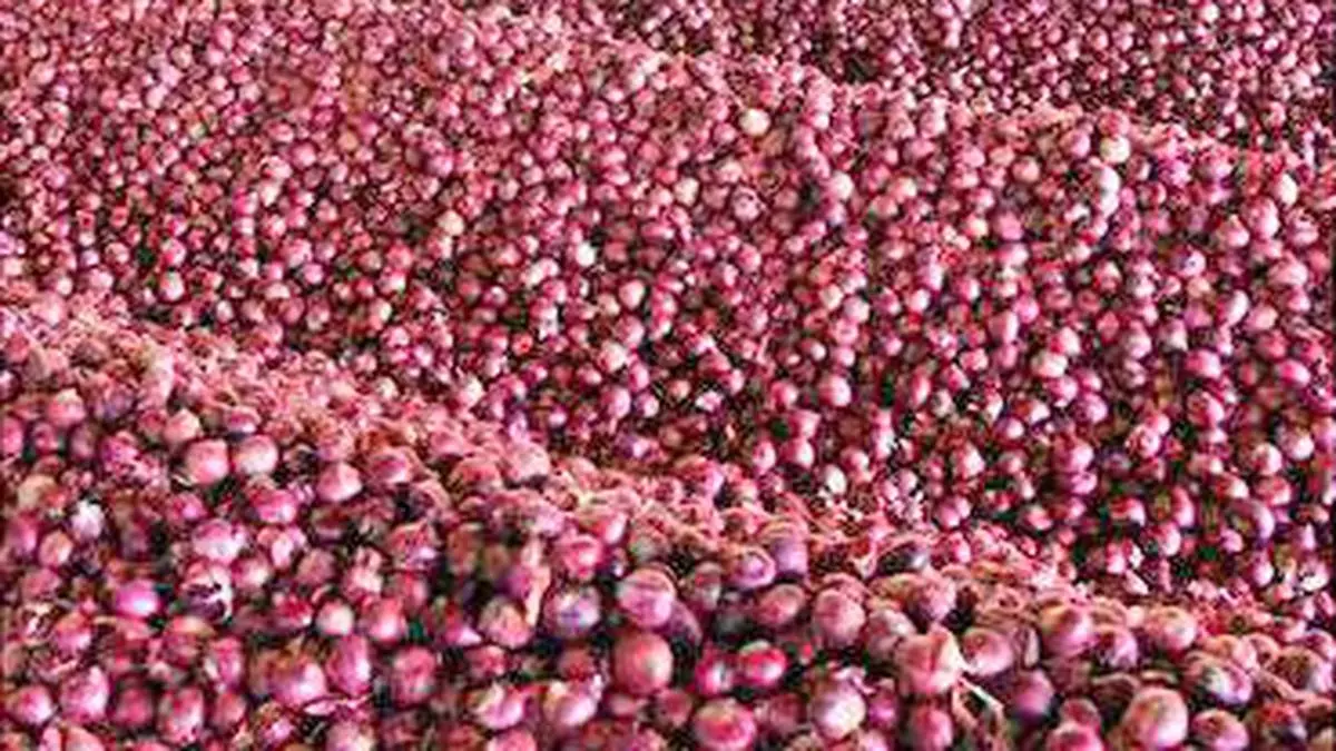 Onion Exports Rise 22 In FY22 To 460 Million The Hindu BusinessLine   CopyofWPbl21GPF93MNNV7jpgjpg