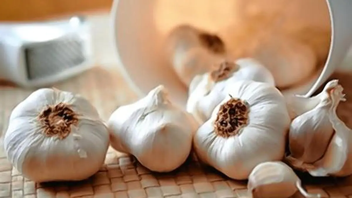 Govt identifies 14 garlic varieties suitable for kharif production