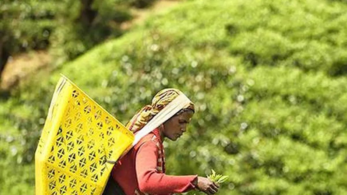 Overseas buying lifts orthodox tea prices at Kochi auctions