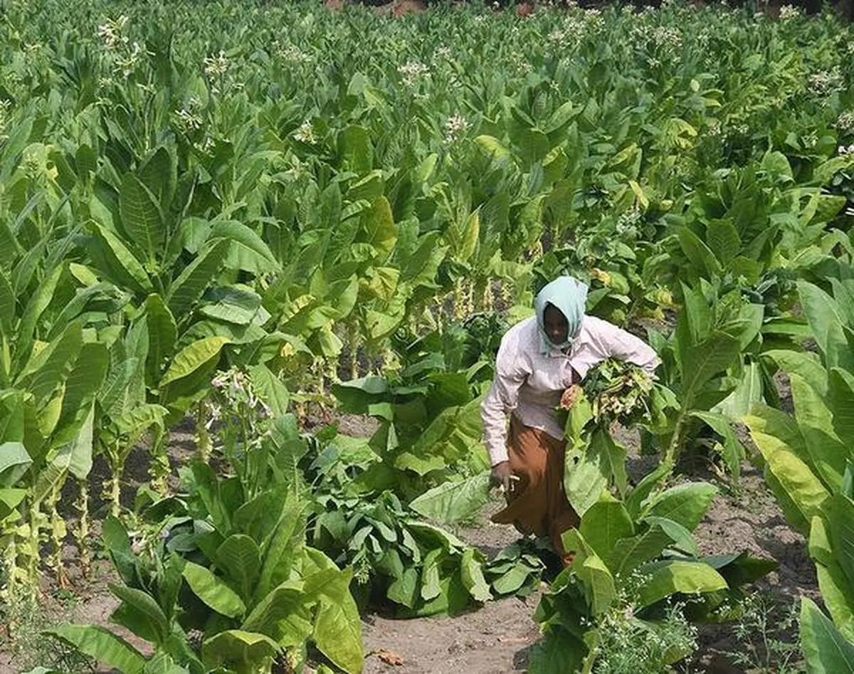 thehindubusinessline.com - e-NAM expansion: How digital platforms are empowering Indian farmers