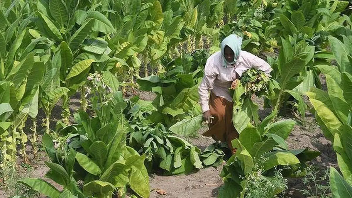 e-NAM expansion: How digital platforms are empowering Indian farmers