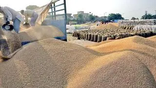 File picture: Uttar Pradesh has agreed to start wheat procurement from March 1 if the fresh crop starts arriving File picture: Uttar Pradesh has agreed to start wheat procurement from March 1 if the fresh crop starts arriving