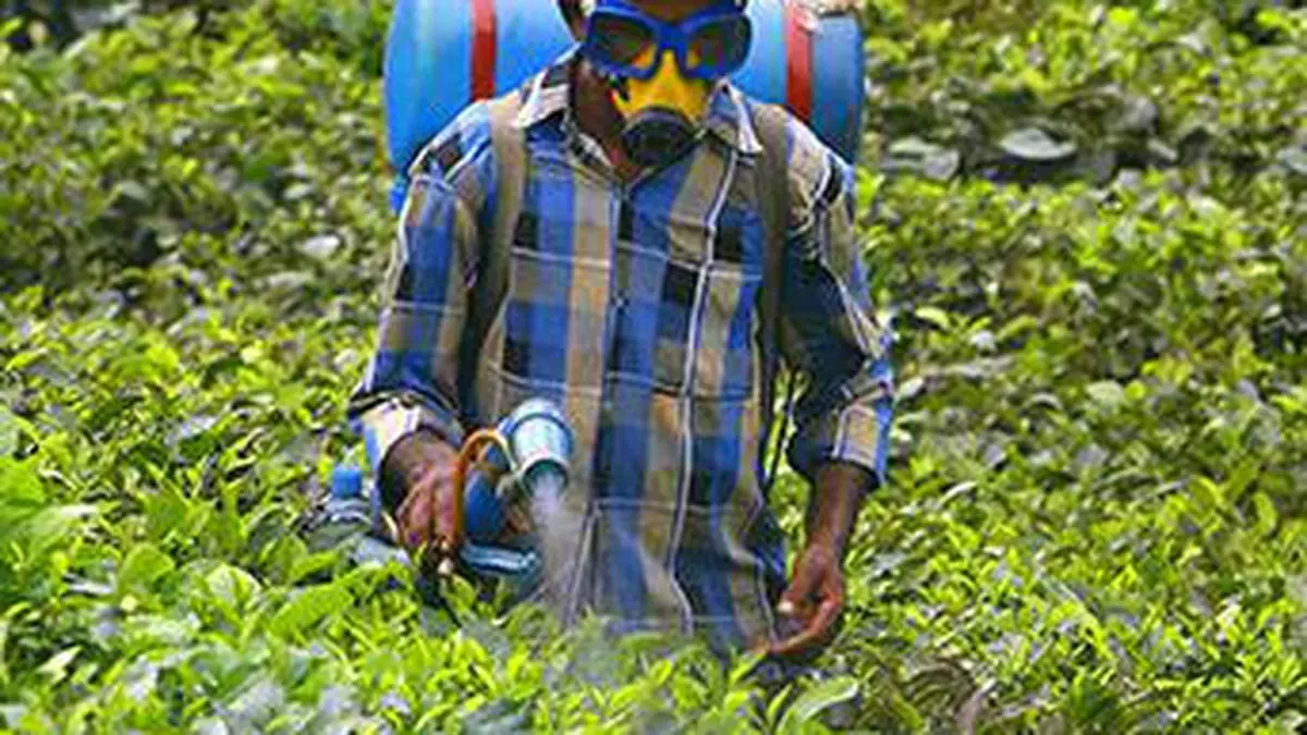 Higher export prices prompt tea producers to focus on overseas markets